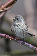 9872_Long-tailed Rosefinch.jpg