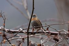 9904_Rufous-breasted Accentor.jpg