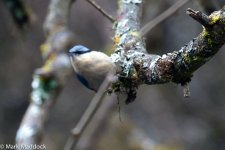 9925_Chestnut-vented Nuthatch.jpg