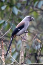 0079_Grey Treepie.jpg