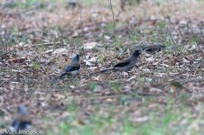 0099_Grey Treepie.jpg