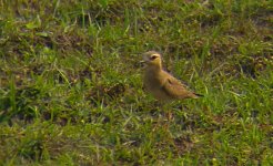 DSCN3705 Oriental Plover II .jpg