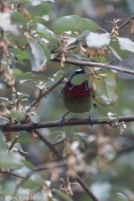 0141_Fork-tailed Sunbird.jpg