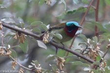 0152_Fork-tailed Sunbird.jpg