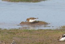 sanderling.JPG