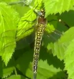 Dragon Shapwick1. 26 May 13..JPG