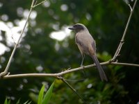 DSCN4353 Dusky Shrike.jpg