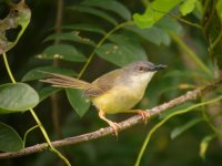 DSCN4423 Y Prinia.jpg