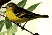 female yellow warbler II.jpg