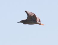 Little-Bittern-or-Squacco-Juvenile.jpg