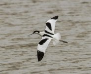 Avocet b IMG_7121.jpg