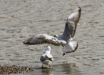 Gull A IMG_7101.jpg