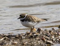 Little Ringed Plover A IMG_7089.jpg