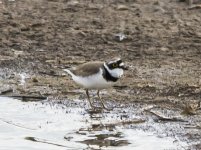 Little Ringed Plover B IMG_7105.jpg