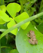 DSCN4295 Paddy Frog + water shamrock.jpg