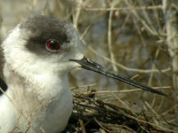 closeup bw stilt.jpg