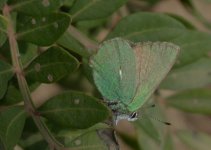 green hairstreak.jpg