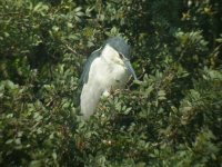 night heron.jpg