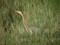 purple heron.jpg