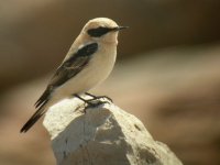 bw wheatear.jpg