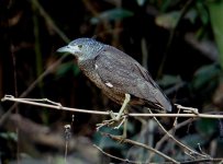 Malayan Night Heron J.JPG