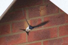 housemartin080606a.jpg