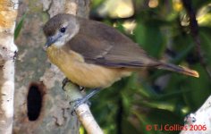 Mangrove golden whistler Pachycephala melanura Elizabeth river bridge 6-8-06b.jpg