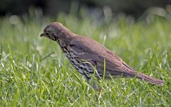 song thrush.JPG