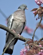 woodpigeon.JPG