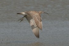 whimbrel080506a.jpg