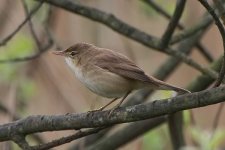 reedwarbler080506b.jpg