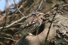 littleowl080506c.jpg