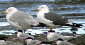 gulls.jpg