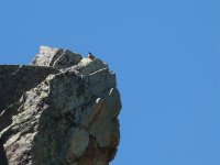 ROck Thrush.jpg