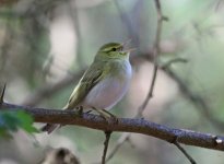 Wood-Warbler-(2)-Wretham-He.jpg