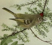 male ruby crowned kinglet.jpg