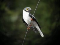 White Helmetshrike.jpg