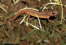 eSmooth-Newt_Dungeness_120513_JCL_5743.jpg