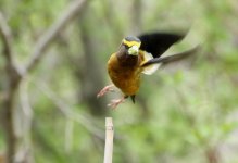 evening_grosbeak_fly.jpg