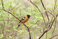 black_headed_grosbeak2.jpg