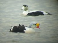 king eider 044.jpg