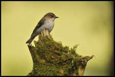 _JLJ3428Female Pied Flycatcher [1024x768].jpg