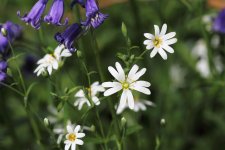 Greater Stitchwort and Bluebell compressed.jpg