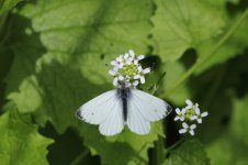 Green Veined White on Jack-by-the-hedge compressed.jpg