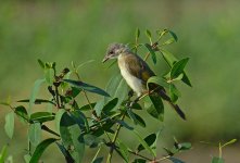 chinese bulbul juv V2 80-400zm DSC_5976_edited-1.jpg