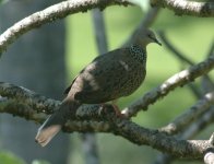 spot dove.JPG