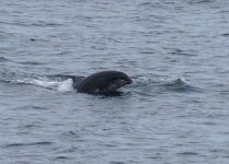 BN Dolphin_Girdle Ness_010613a.jpg