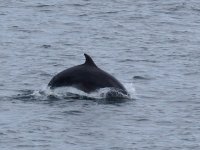 BN Dolphin_Girdle Ness_010613c.jpg