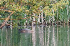 Grey Heron (Ardea cinerea)_9.JPG