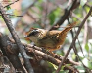 Fulvetta,Rusty_capped_005.jpg